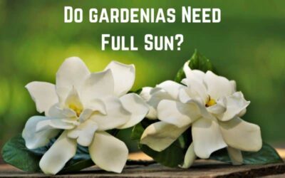 Do Gardenias Need Full Sun? (Answered)
