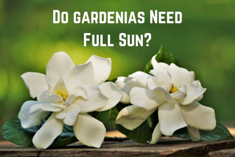 Do-gardenias-need-full-sun