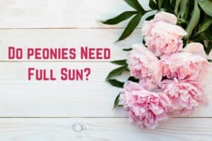 Do-peonies-need-full-sun