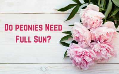Do Peonies Need Full Sun? (Answered)