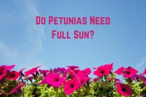 Do-petunias-need-full-sun