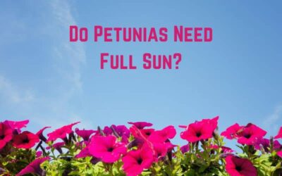 Do Petunias Need Full Sun? (Answered)