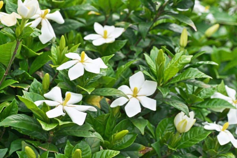 Gardenias-in-garden