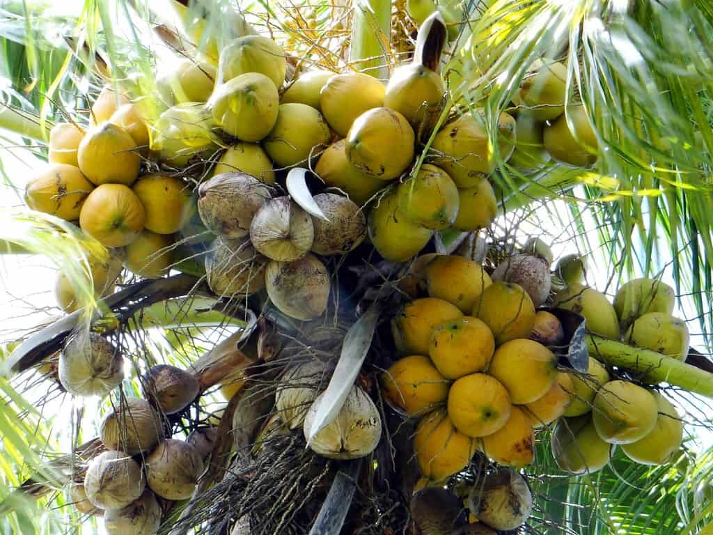 13 Different Types of Coconuts That Grow Around the World - Conserve ...