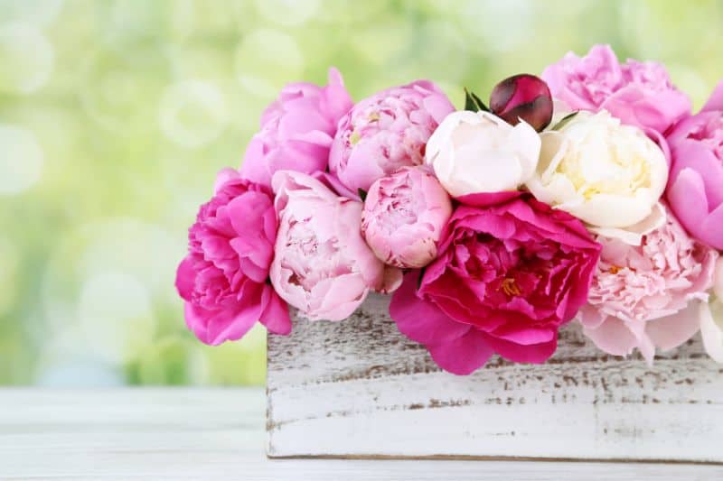 Peonies-on-table