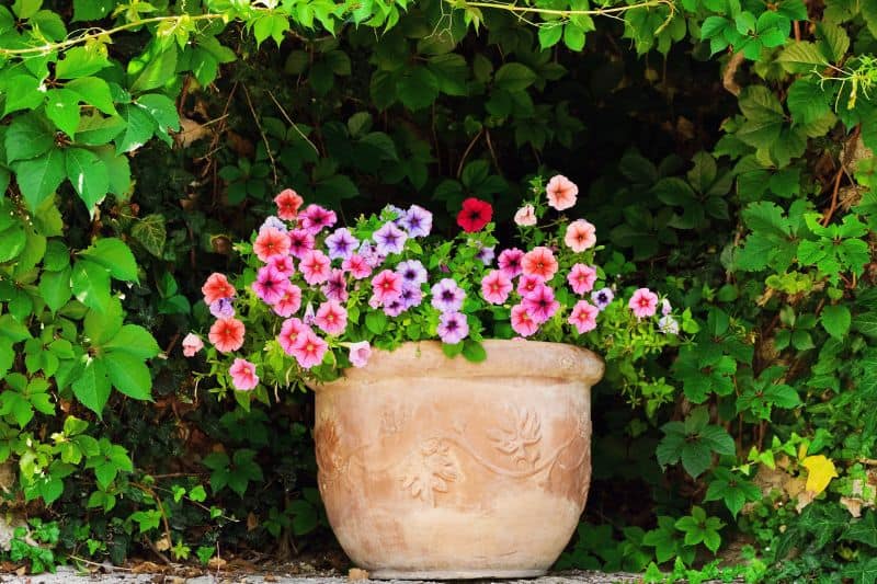 Petunia-in-pot