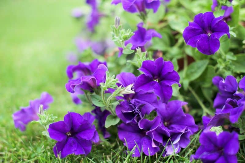 Petunias-in-garden