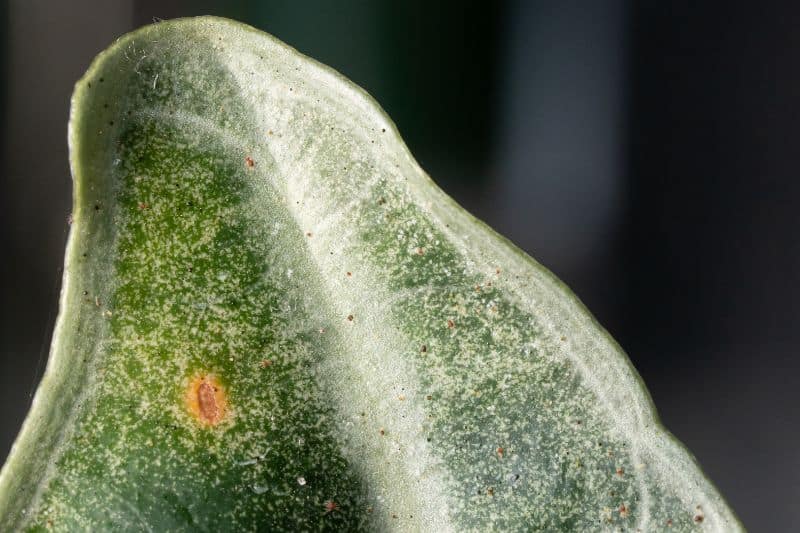 Can Plants Recover From Spider Mites?