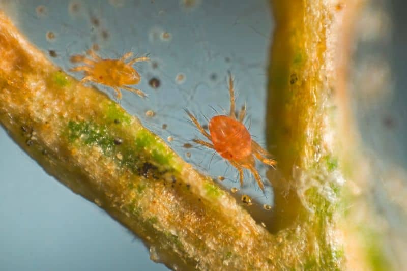 Can Spider Mites Infest a House?