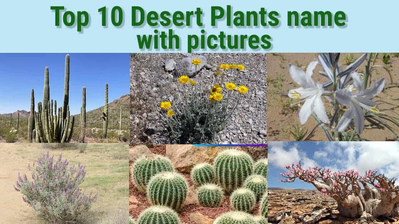 Beautiful Desert Plants With Names