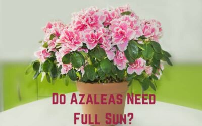 Do Azaleas Need Full Sun or Shade? (Answered)
