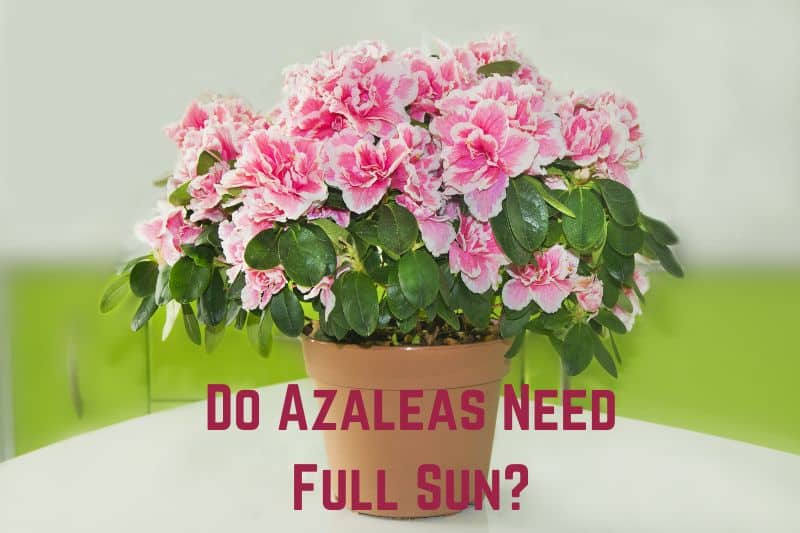 do-azaleas-need-full-sun