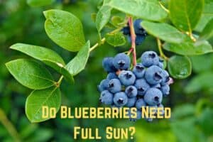 do-blueberries-need-full-sun