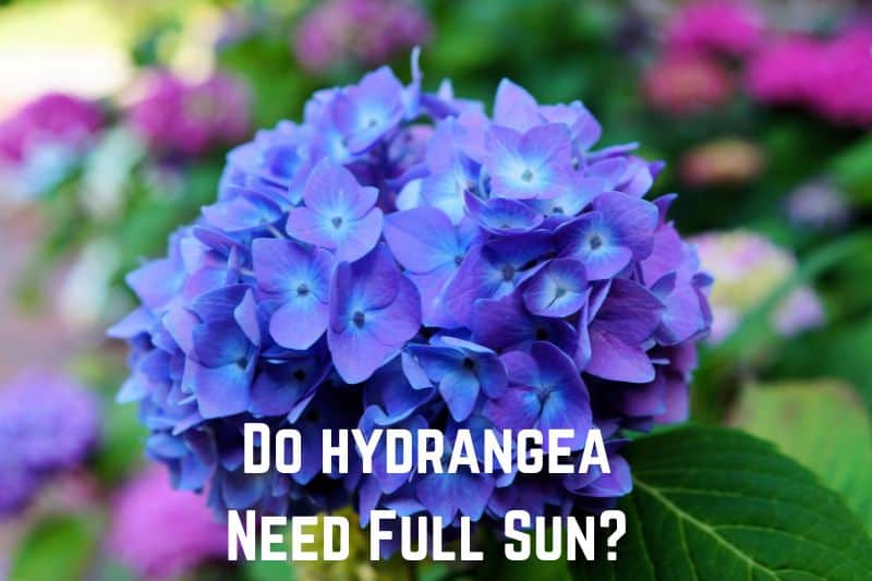 do-hydrangea-need-full-sun