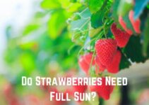Do Strawberries Need Full Sun? (Answered)
