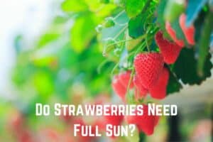 do-strawberries-need-full-sun