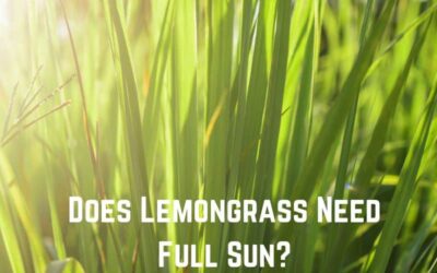 Does Lemongrass Need Full Sun? (Answered)