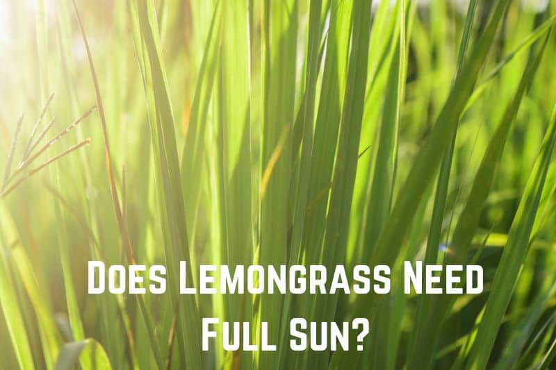 does-lemongrass-need-full-sun