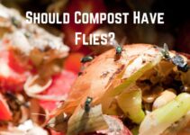 Should Compost Have Flies? (Answered)