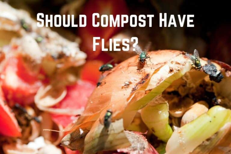 Should Compost Have Flies? (Answered) Conserve Energy Future