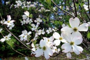flowers-of-dogwood-tree
