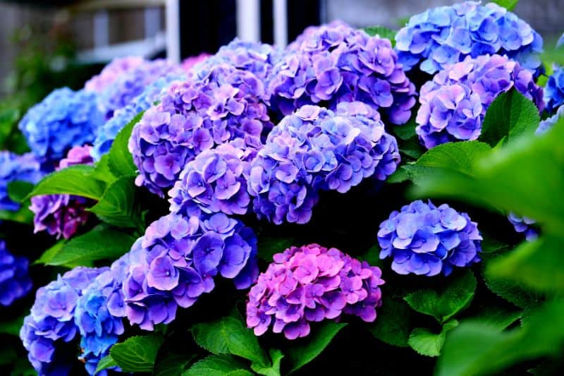 hydrangea-in-garden