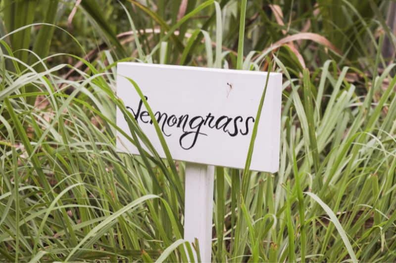 lemongrass-in-field