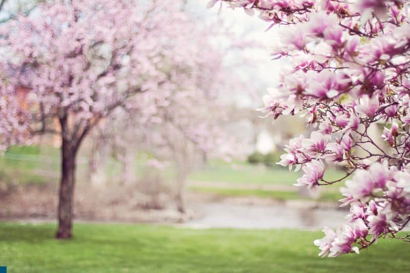 magnolia-flowers-in-trees