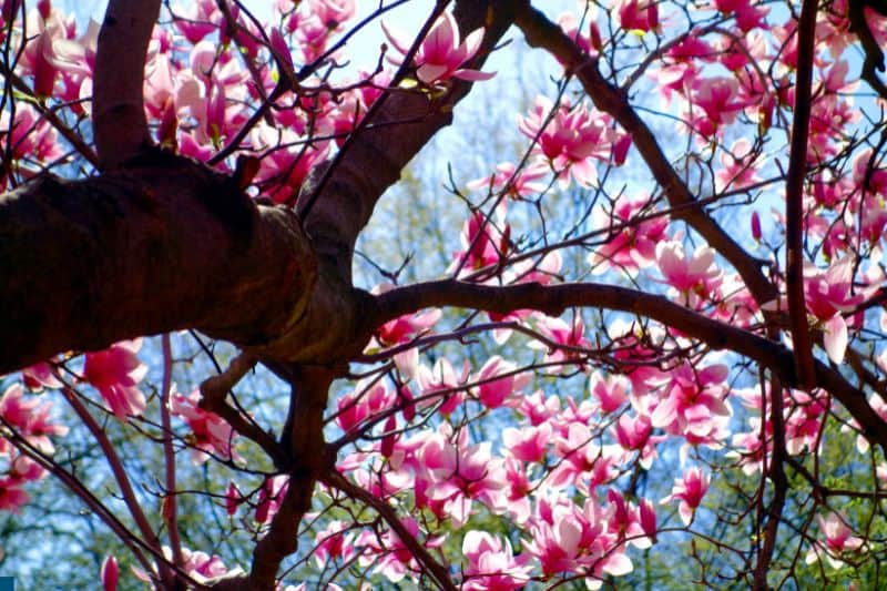magnolia-tree-in-spring-time
