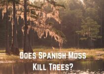 Does Spanish Moss Kill Trees? (No!)