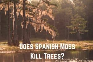 mangroove-trees-with-spanish-moss