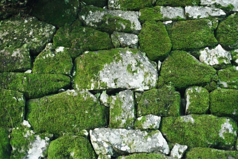 moss-on-rocky-wall