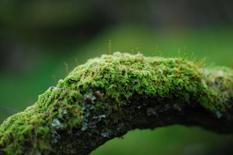 moss-on-tree-branch