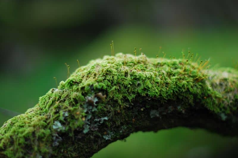 moss-on-tree-branch