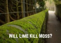 Will Lime Kill Moss? No! (Answered)