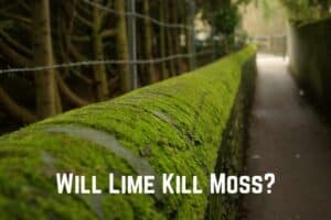 moss-on-wall