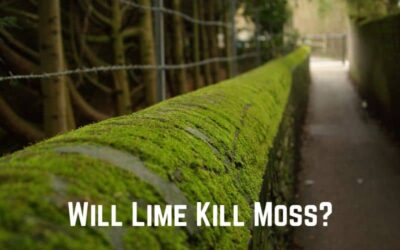 Will Lime Kill Moss? No! (Answered)