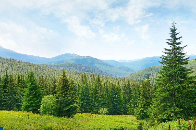 pine-trees-background-high-mountains