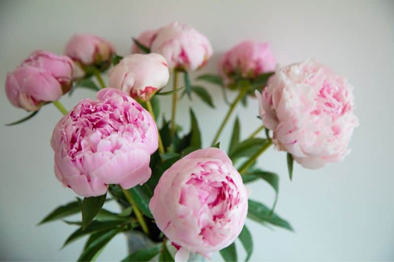 pink-Peonies