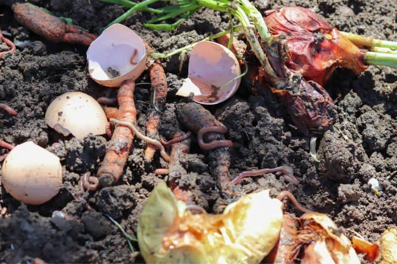 red-worms-on-compost-waste