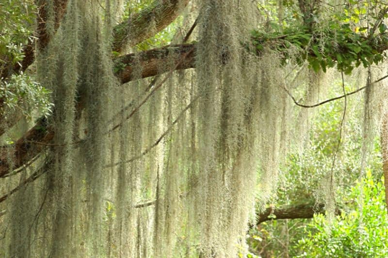 spanish-moss-hanging-in-tree