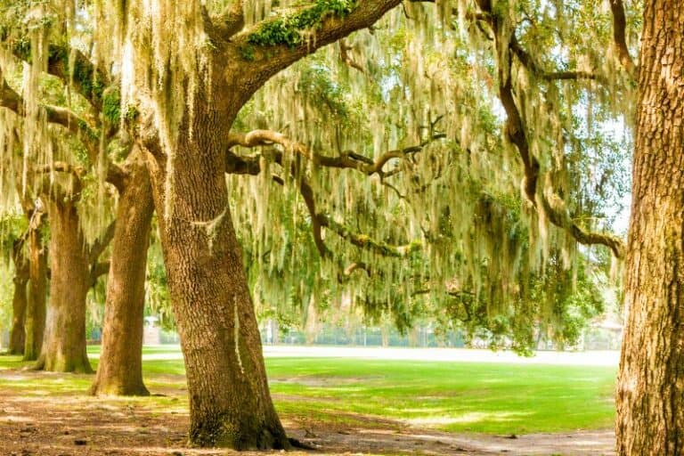 Does Spanish Moss Kill Trees? (No!) Conserve Energy Future