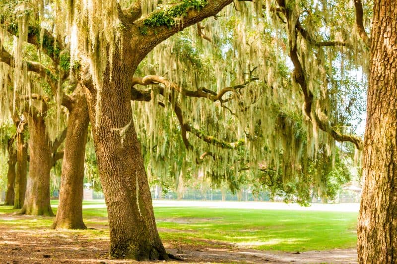 Spanish moss does not kill trees