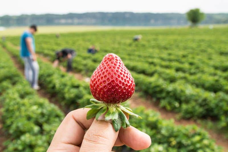 woman-holding-strawberry-outdoors