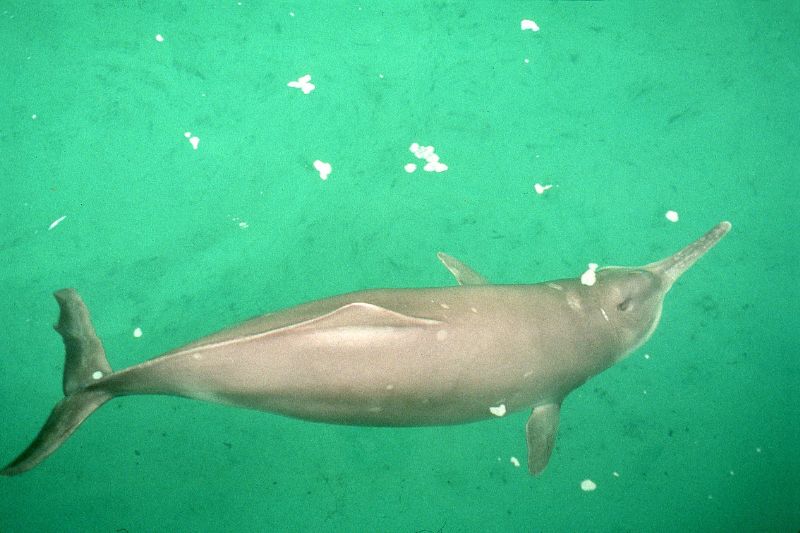 Baiji Dolphin