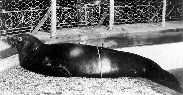 Caribbean-Monk-Seal