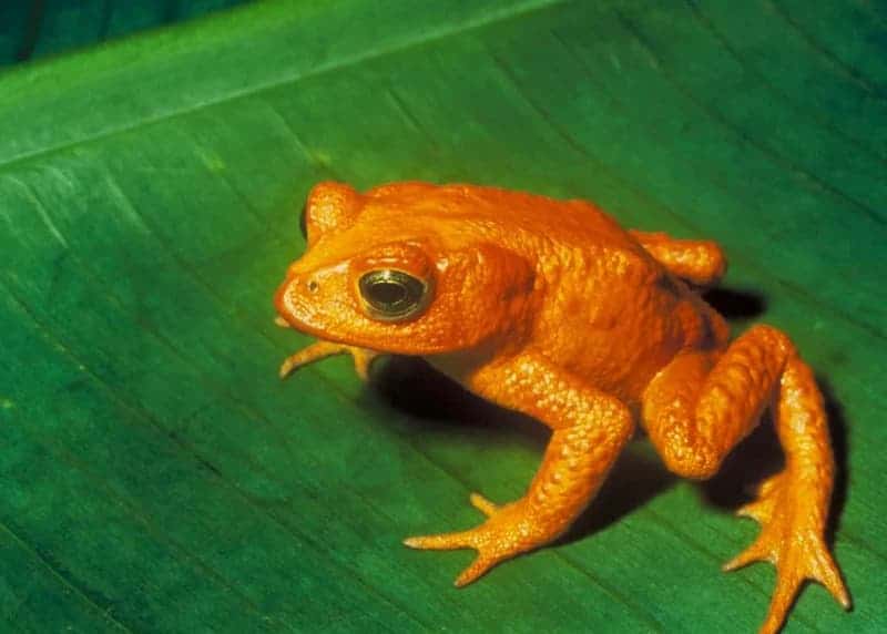 GoldenToad