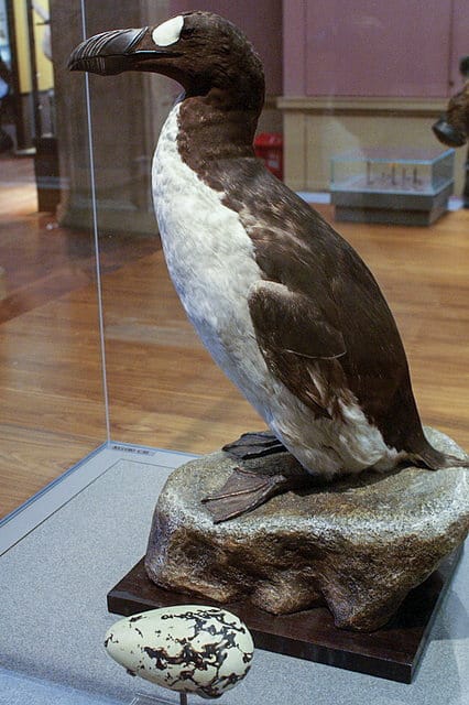 Great_Auk