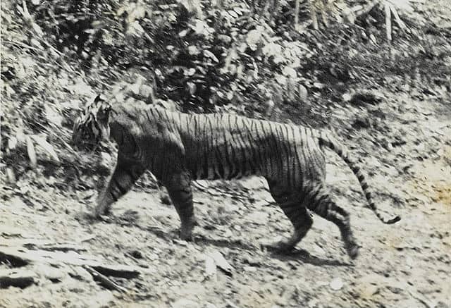 Javan-Tiger