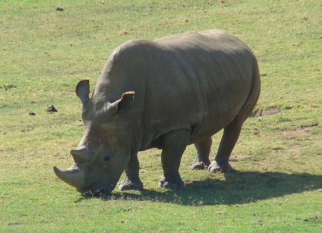 Northern_White_Rhinoceros